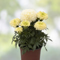 Dwarf White Gold Marigold Seeds, Organic Tagetes erecta, Live Flower Seeds, USA Grown, Free Shipping