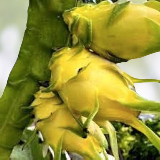 Israeli Yellow Dragon Fruit Cutting 6-10 Inch Hylocereus megalanthus Live Plant Pitaya Starter Plant