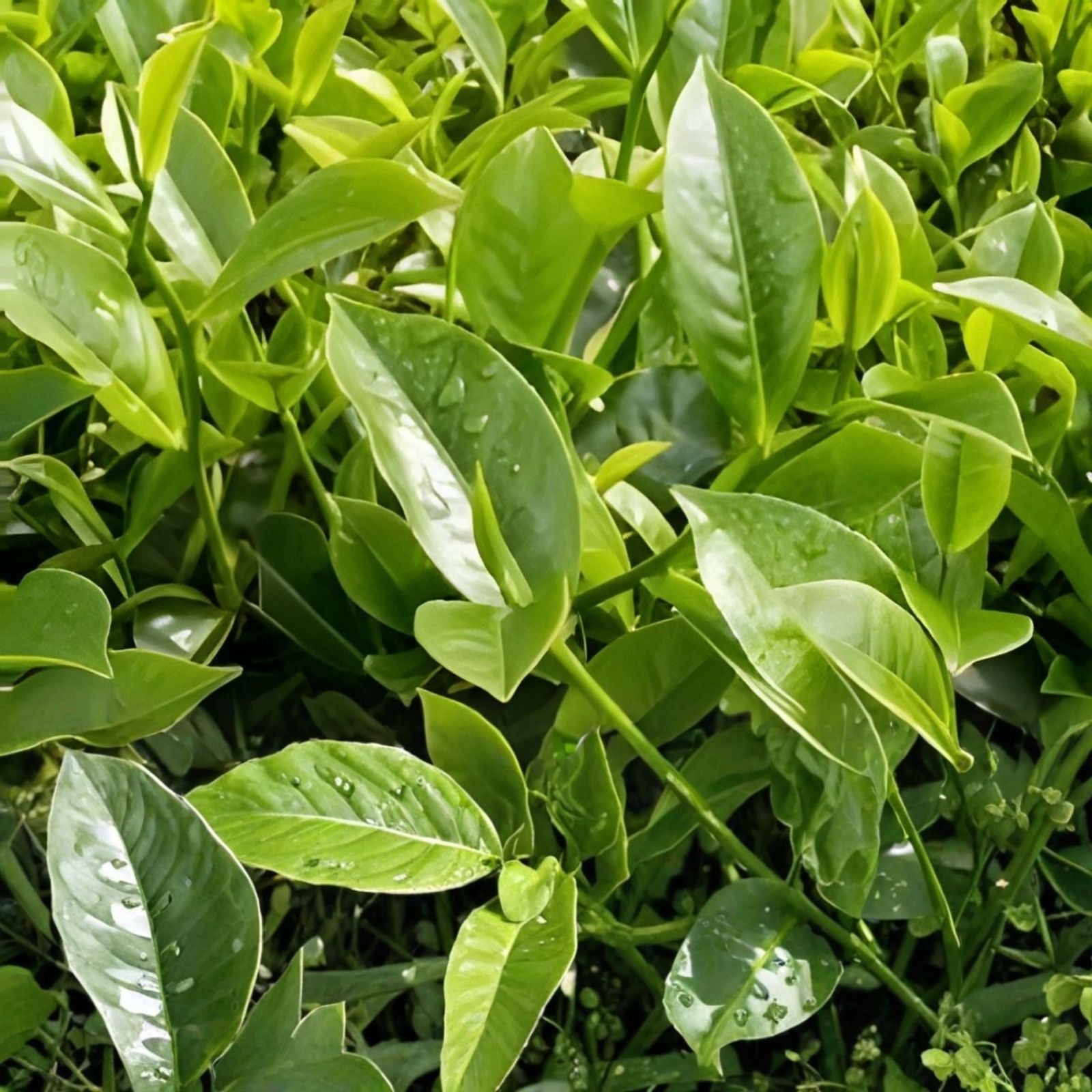 Tea Shrub Seeds 5 Pack Camellia sinensis Black White Green Tea Plant Live Starter for Home Garden