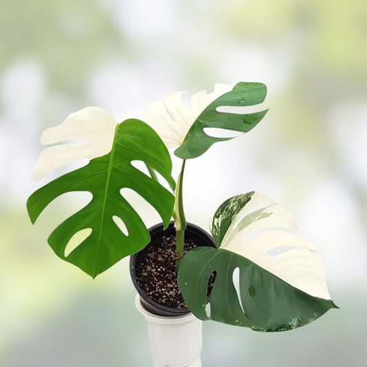 Monstera Albo Variegated Cutting, Rare Houseplant, Lightly Rooted Monstera deliciosa var. albo-variegata, Live Plant, Indoor Plant