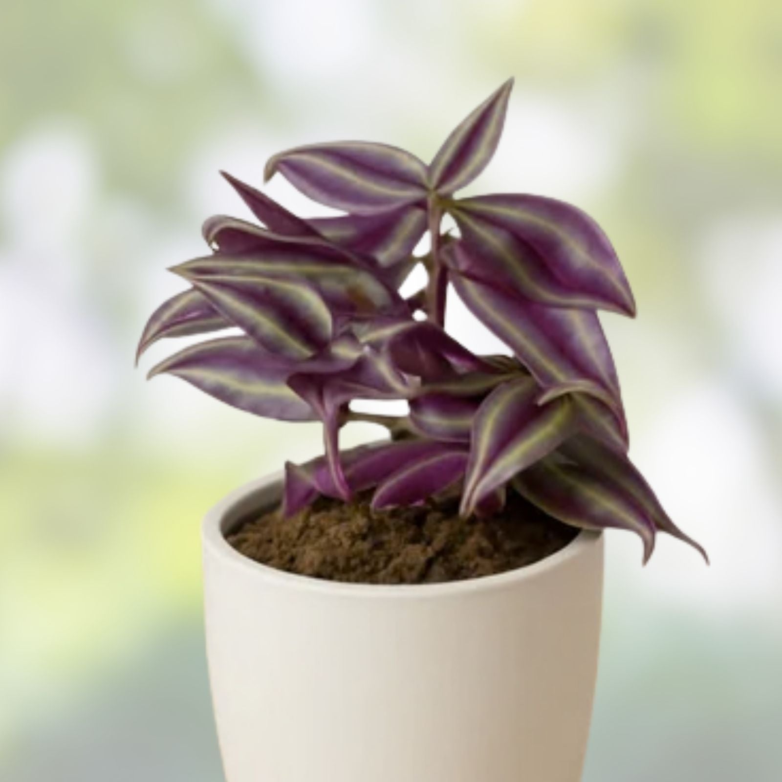 Tradescantia Zebrina Cuttings - 10 Pack Wandering Jew Houseplant - Easy Care Indoor Plant - New Harvest Quality