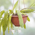 Epiphyllum Orchid Cactus Cuttings Coral Dancer Live Plant Succulent Houseplant Starter Bare Root