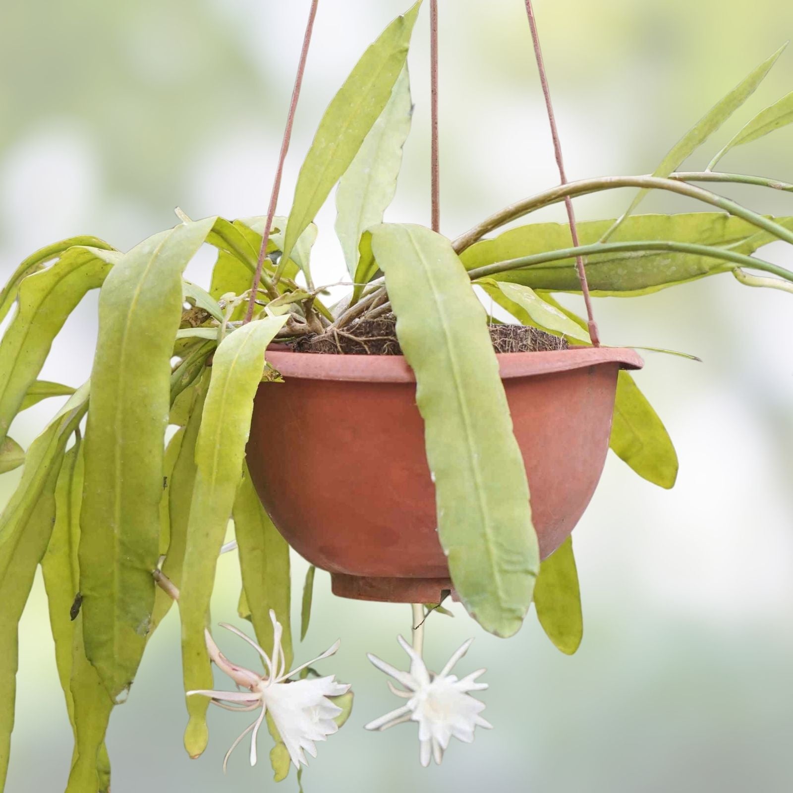 Epiphyllum Orchid Cactus Cuttings Coral Dancer Live Plant Succulent Houseplant Starter Bare Root