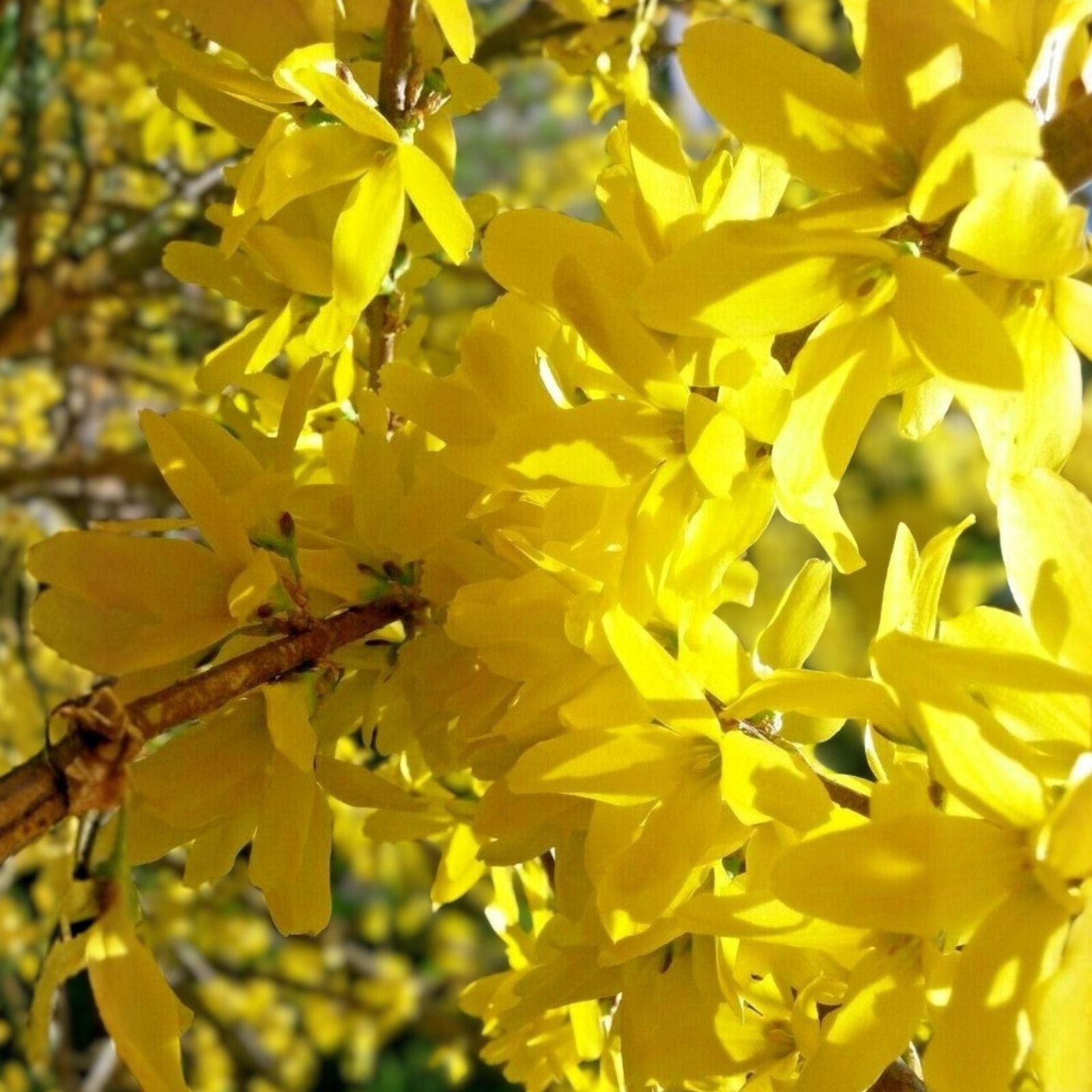 Yellow Bell Forsythia Cuttings – Hardy Ornamental Bush Perennial – Forsythia suspensa – Easy to Grow with Planting Instructions