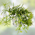 Rhipsalis teres prismatica Cutting - 4 Branching Orchid Cactus - Rare HTF Succulent Plant - 5 Inches Live Houseplant