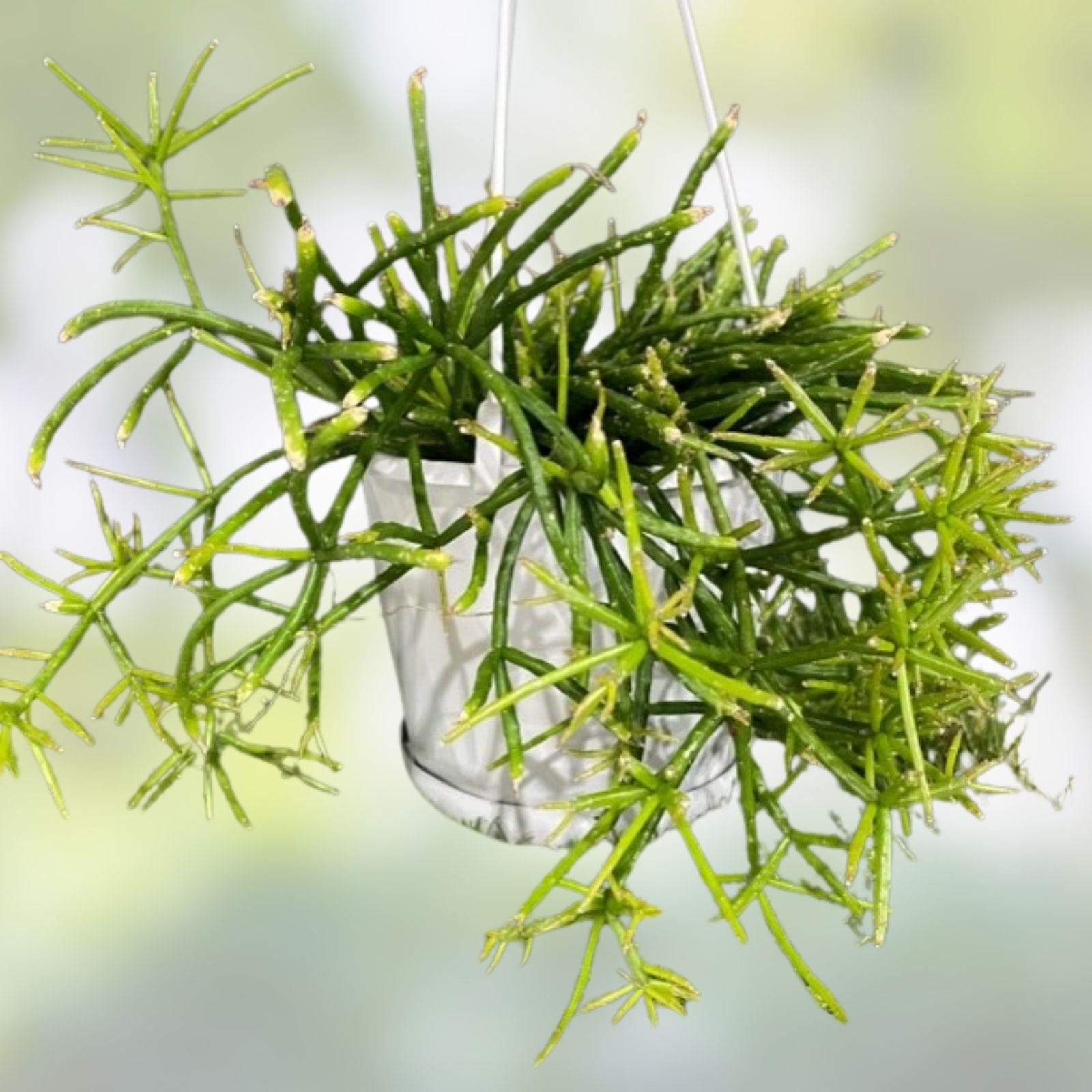 Rhipsalis teres prismatica Cutting - 4 Branching Orchid Cactus - Rare HTF Succulent Plant - 5 Inches Live Houseplant