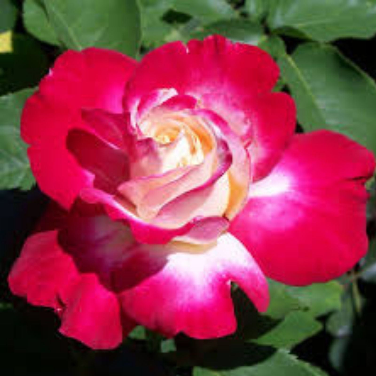 Pink Perfume Delight Rose Bush Live Plant AARS Winner Fragrant Rose Cutting Bare Root Starter Plant