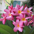 Pink Plumeria Cutting 10in Live Starter Frangipani Tropical Plant Pink Flower Garden Potting