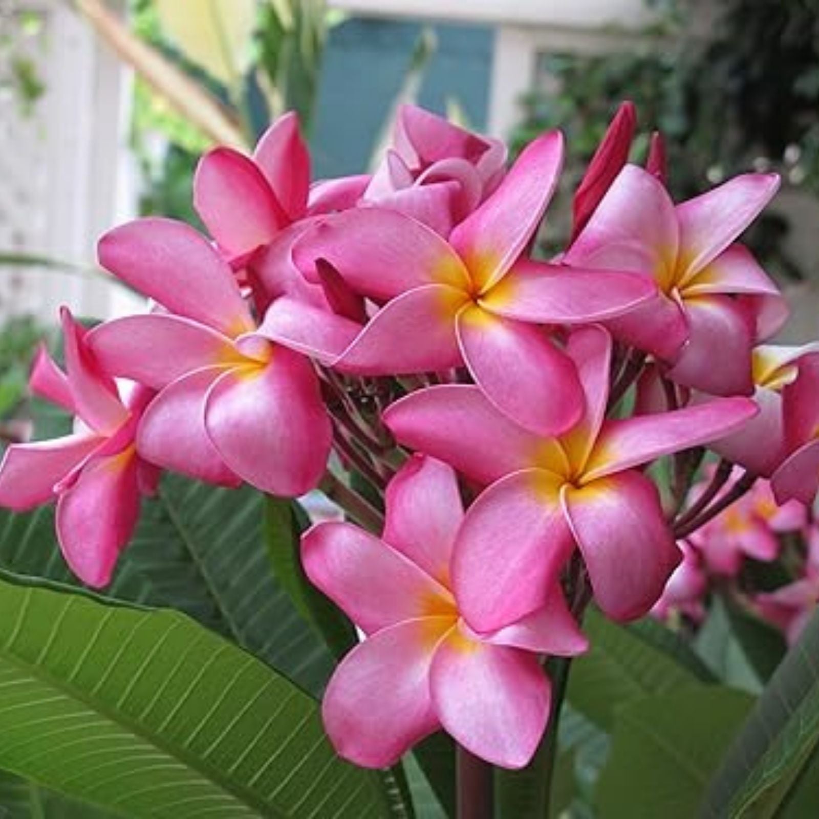 Pink Plumeria Cutting 10in Live Starter Frangipani Tropical Plant Pink Flower Garden Potting