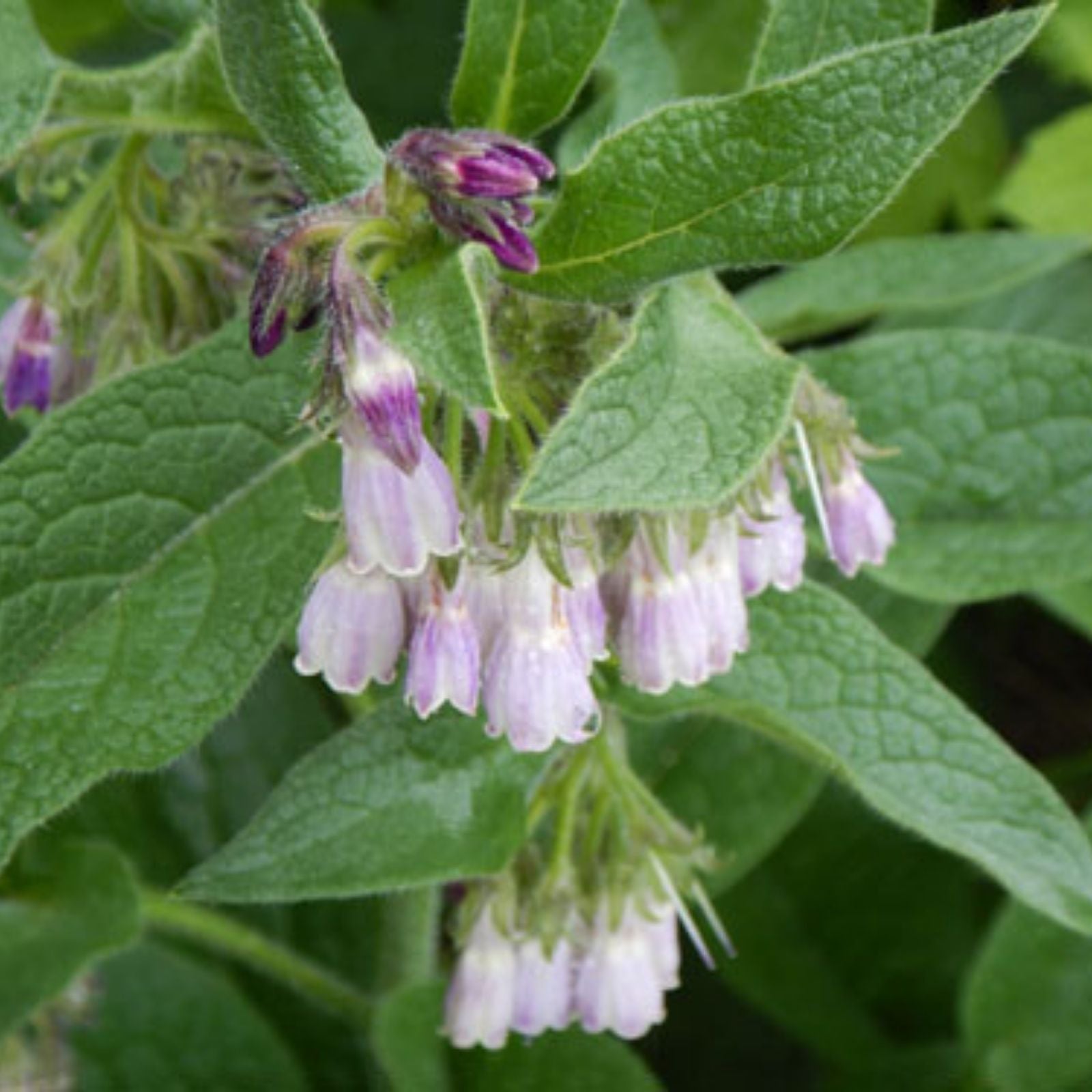 Russian Comfrey Plant Root Crowns Bocking #4 Organic Herbal Medicinal Gardening Live Plant 2.5 lbs