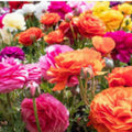 Dozen Mixed Peony Ranunculus Bulbs – 12 Large Garden Flower Bulbs – Colorful Blooming Plants – Easy to Grow – Ships from Iowa