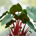 Elephant Ear Plant, Colocasia esculenta, Small Rooted Starter, Tropical Indoor Houseplant, Large Green Foliage, Live Plant, Cutting