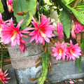 Epiphyllum 'Gypsy Lullaby' Unrooted Cutting – Rare Multi-Petal Orchid Cactus Houseplant – Unique Epiphyllum Variety