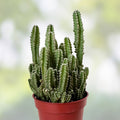 Rooted Dendrocereus Nudiflorus Cactus Cutting - Succulent Plant for Indoor Outdoor Garden, Live Plant, Starter, Bare Root