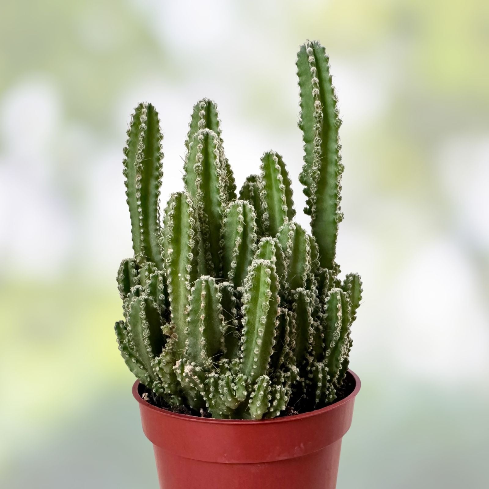 Rooted Dendrocereus Nudiflorus Cactus Cutting - Succulent Plant for Indoor Outdoor Garden, Live Plant, Starter, Bare Root