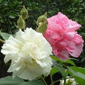Cotton Rose Cuttings 4 Pack - Hibiscus mutabilis Live Plant Propagation - Color Changing Flowers - Starter Plant Bare Root Houseplant