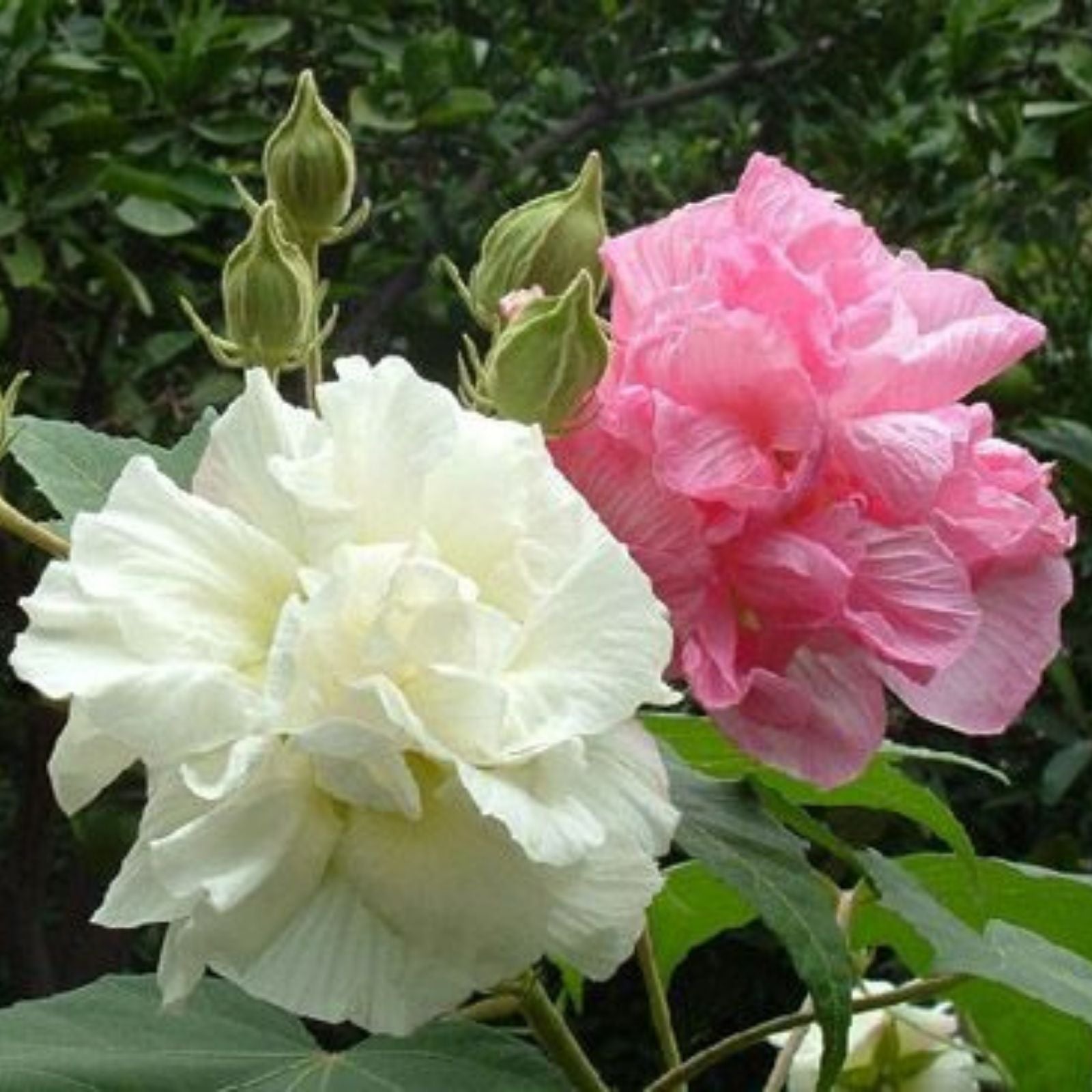 Cotton Rose Cuttings 4 Pack - Hibiscus mutabilis Live Plant Propagation - Color Changing Flowers - Starter Plant Bare Root Houseplant