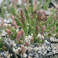 Stapelias Variegated Star Succulent Cuttings 5 Pack, Live Plant, Propagation, Stapelia variegata, Houseplant, Bare Root, Starter Plant