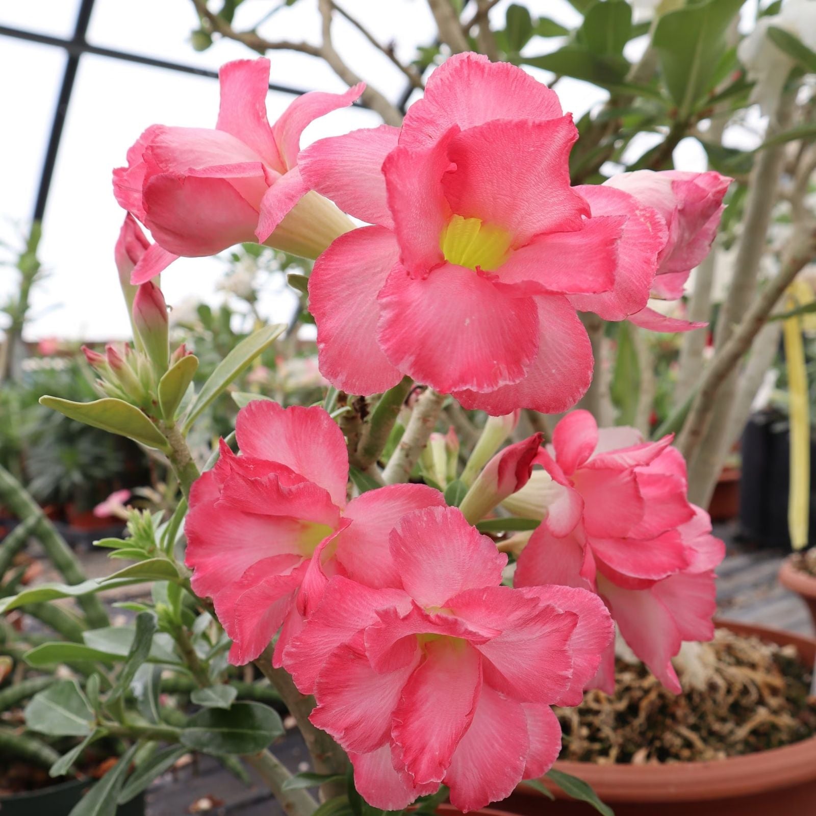 Adenium Hybrid Succulent Plant 2.5" Pot | Desert Rose Drought Tolerant Indoor Plant | Adenium arabicum x socotranum