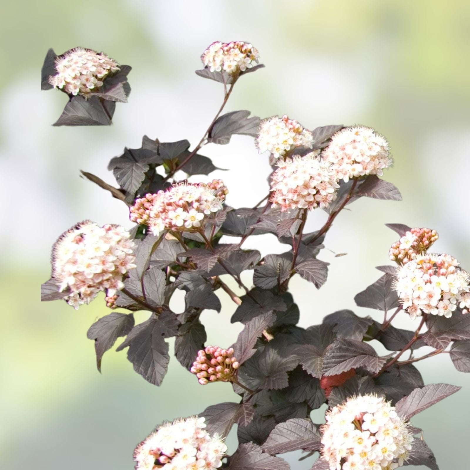 Purple Leaf Ninebark Cuttings Set of 10 – Physocarpus opulifolius Deer Resistant Fast Growing Shrub