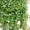 Peperomia Prostrata String of Turtles Live Houseplant 4-inch Potted Succulent Plant Rare Indoor Plant
