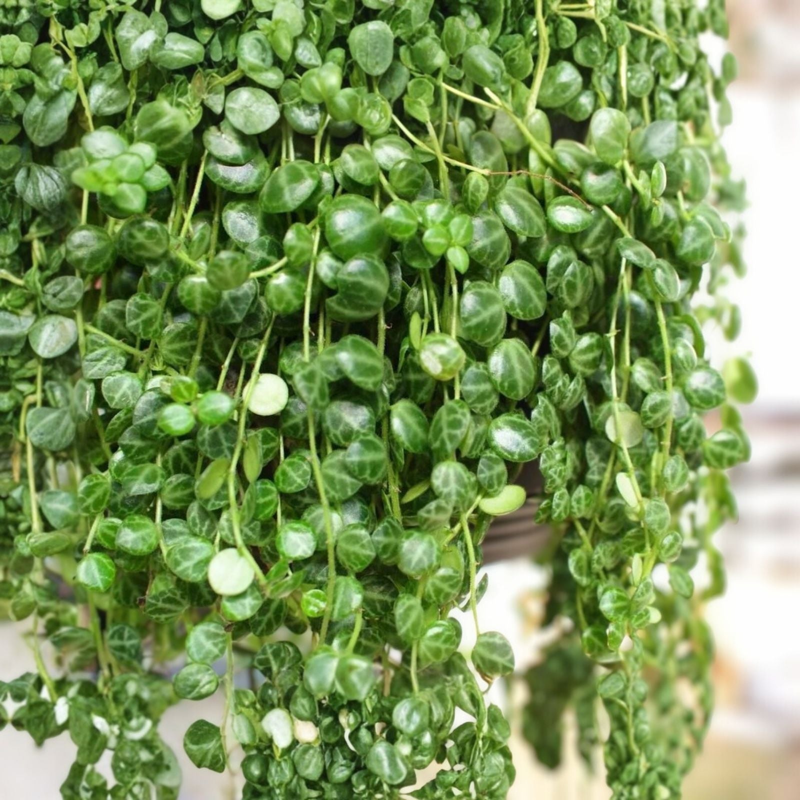 Peperomia Prostrata String of Turtles Live Houseplant 4-inch Potted Succulent Plant Rare Indoor Plant