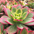 Aeonium Kiwi Variegated Succulent Cutting - Green Pink Foliage Indoor Plant - Aeonium arboreum 'Kiwi' Starter Plant