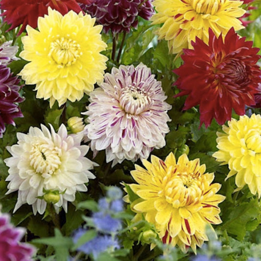 Mixed Dinnerplate Dahlia Bulbs - Assorted Colors - 3 Large Tubers - Dahlia spp. - Easy to Grow Flower Bulbs