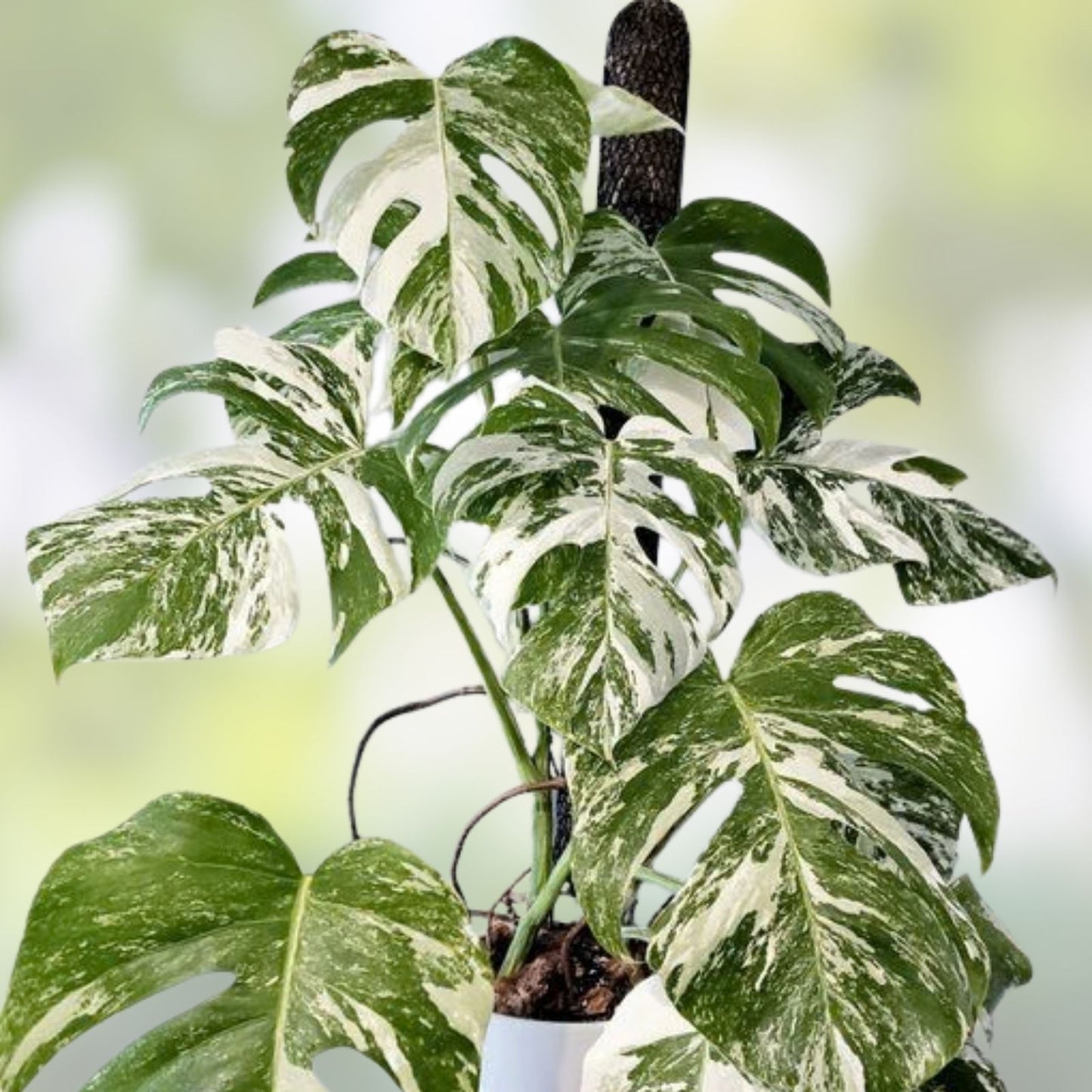 Rooted Variegated Monstera Albo Borsigiana Plant - Rare Indoor Houseplant, Monstera Deliciosa Cutting, Live Plant for Home Decor