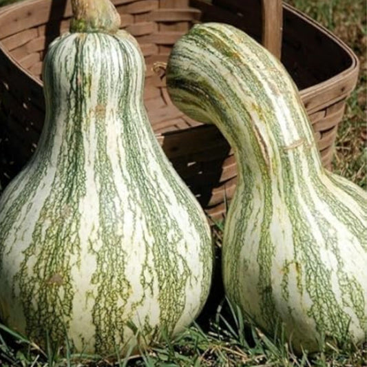 Orange Striped Cushaw Squash Seeds, Organic Cucurbita maxima, 10 Pack, Live Plant, Starter Seed, Garden Vegetable Seed