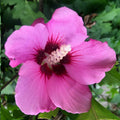 Rose of Sharon Cuttings - Unrooted Double Pink Flowers - Hibiscus syriacus Live Plant Propagation Material