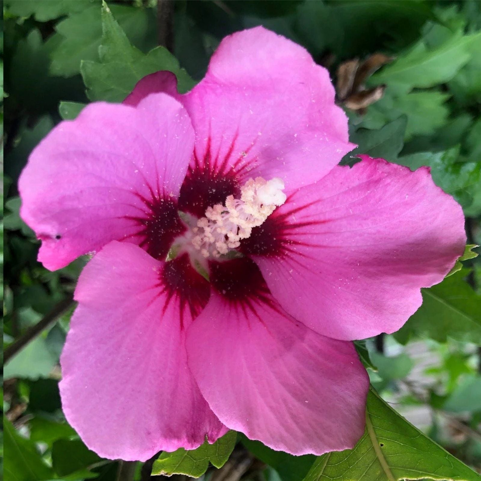 Rose of Sharon Cuttings - Unrooted Double Pink Flowers - Hibiscus syriacus Live Plant Propagation Material