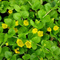 Creeping Jenny Rooted Cuttings 10 Pack - Marsh Pond Bog Groundcover Lysimachia nummularia Live Plant