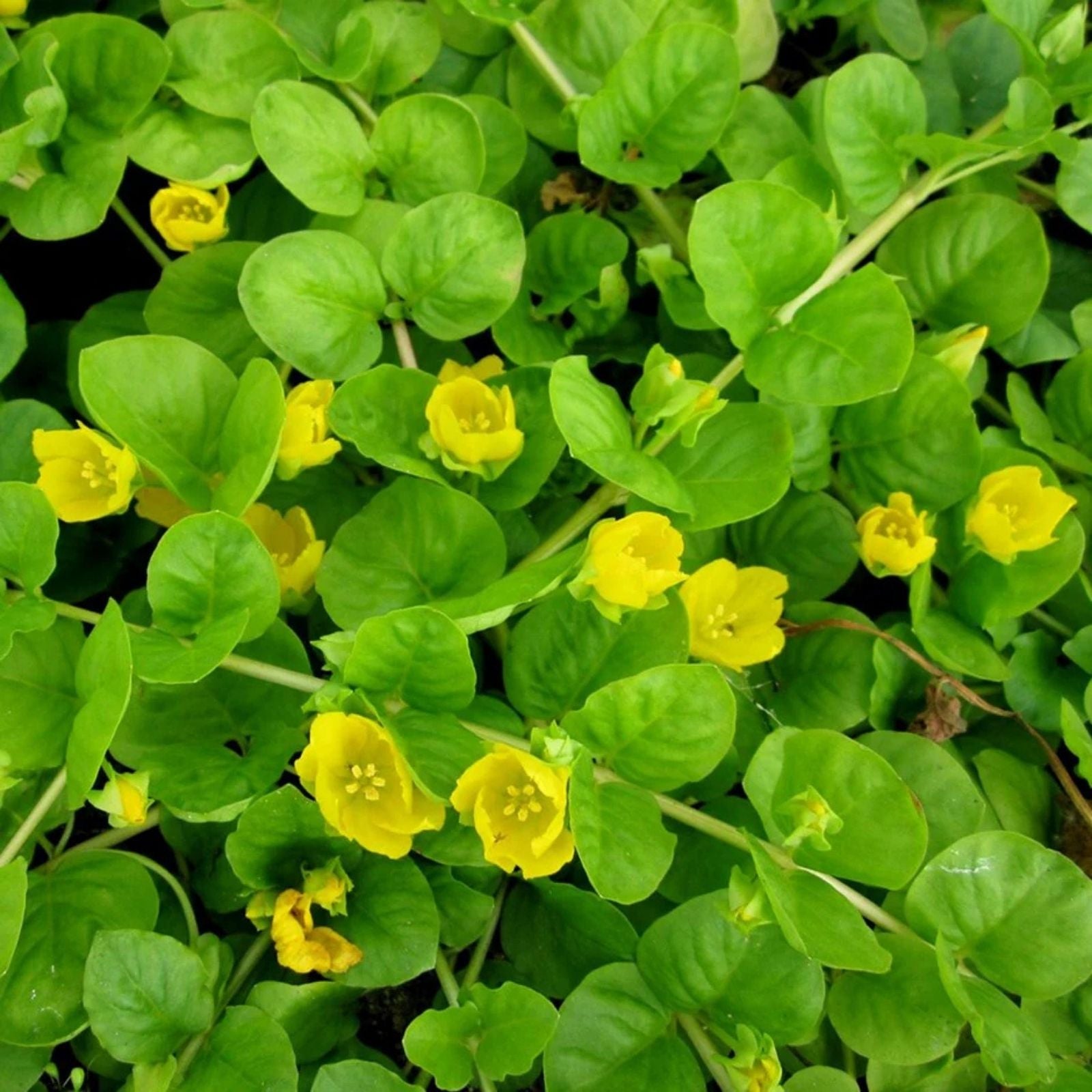 Creeping Jenny Rooted Cuttings 10 Pack - Marsh Pond Bog Groundcover Lysimachia nummularia Live Plant