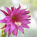 Epiphyllum Cutting Unrooted HB Jeffrey's Royal Heir Rare Cactus Propagation Plant - Bloom Haven Nursery