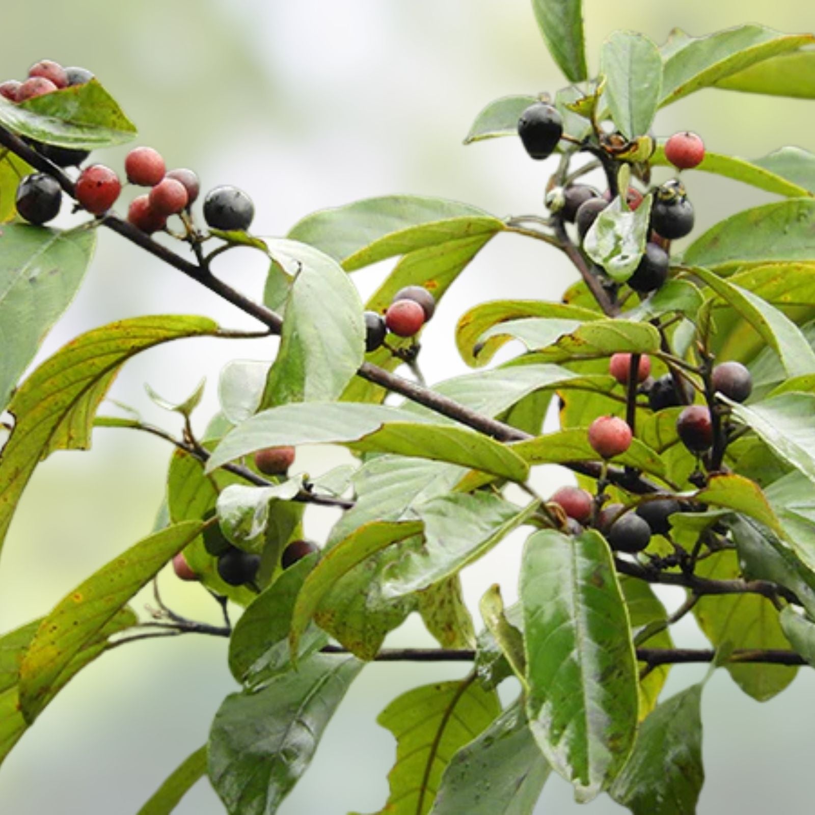 Carolina Buckthorn Live Plant Bare Root Shrub Frangula caroliniana Native Wildlife Garden 12-18"
