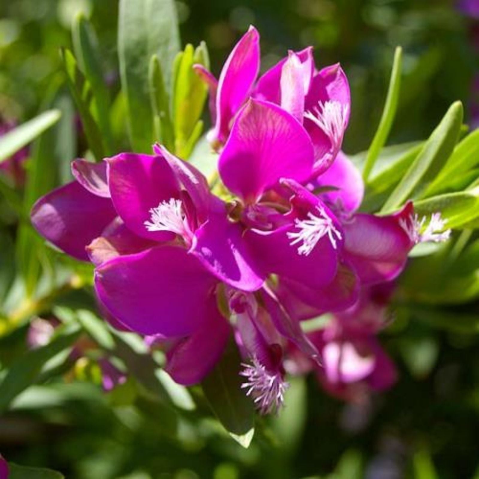 Polygala myrtifolia Sweet Pea Bush Live Plant Cutting 6" Vibrant Milkwort Garden Indoor Decor
