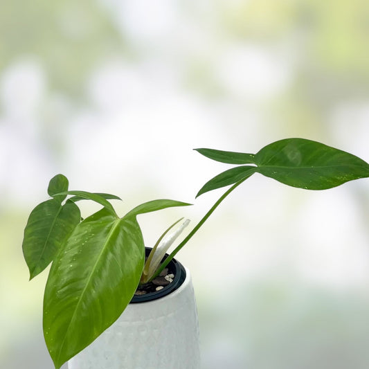 Philodendron Tripartitum 1 Node Cutting – Rare Tropical Houseplant – Indoor Gardening – Exotic Green Foliage – Fresh Stock