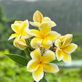 Plumeria Plants 2 Pack Hawaiian Temple Tree White Yellow Pink Frangipani (Plumeria spp.) - Fast Growing Tropical Garden Plants