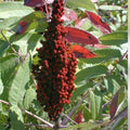 Smooth Sumac Shrub Set of 2 | Rhus glabra Bare Root Edible Berries Fall Color Live Plants 12+ Inches