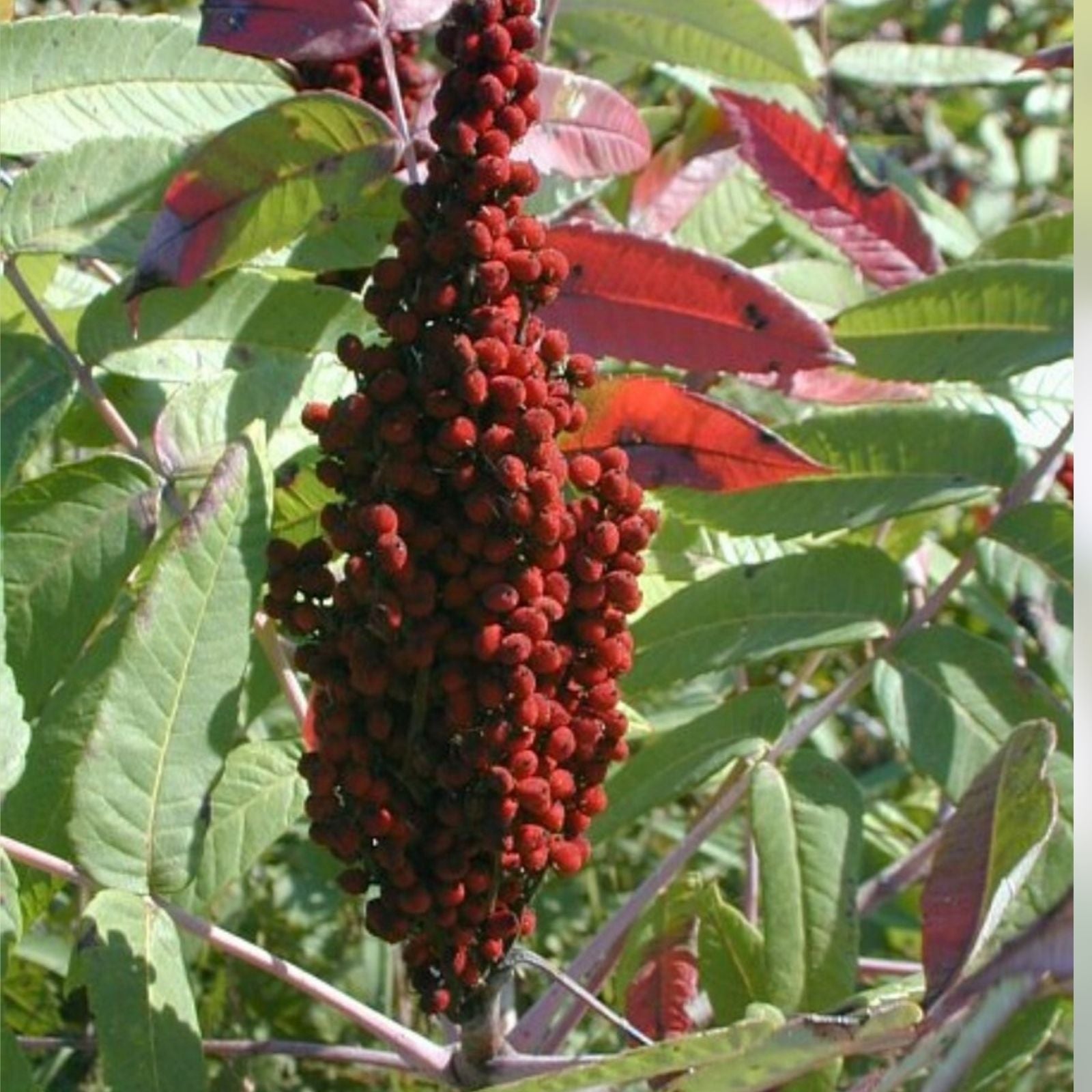 Smooth Sumac Shrub Set of 2 | Rhus glabra Bare Root Edible Berries Fall Color Live Plants 12+ Inches