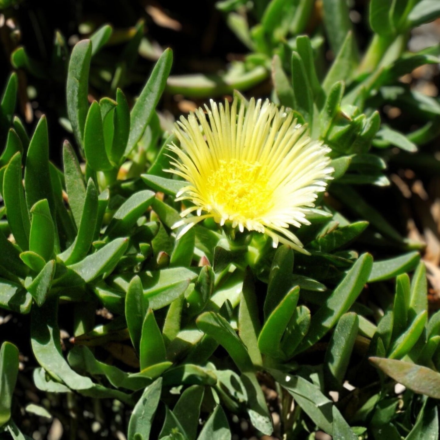 Ice Plant Cuttings 5" Unrooted Succulent Yellow Sour Fig Cape Fig Mesembryanthemum crystallinum Houseplant