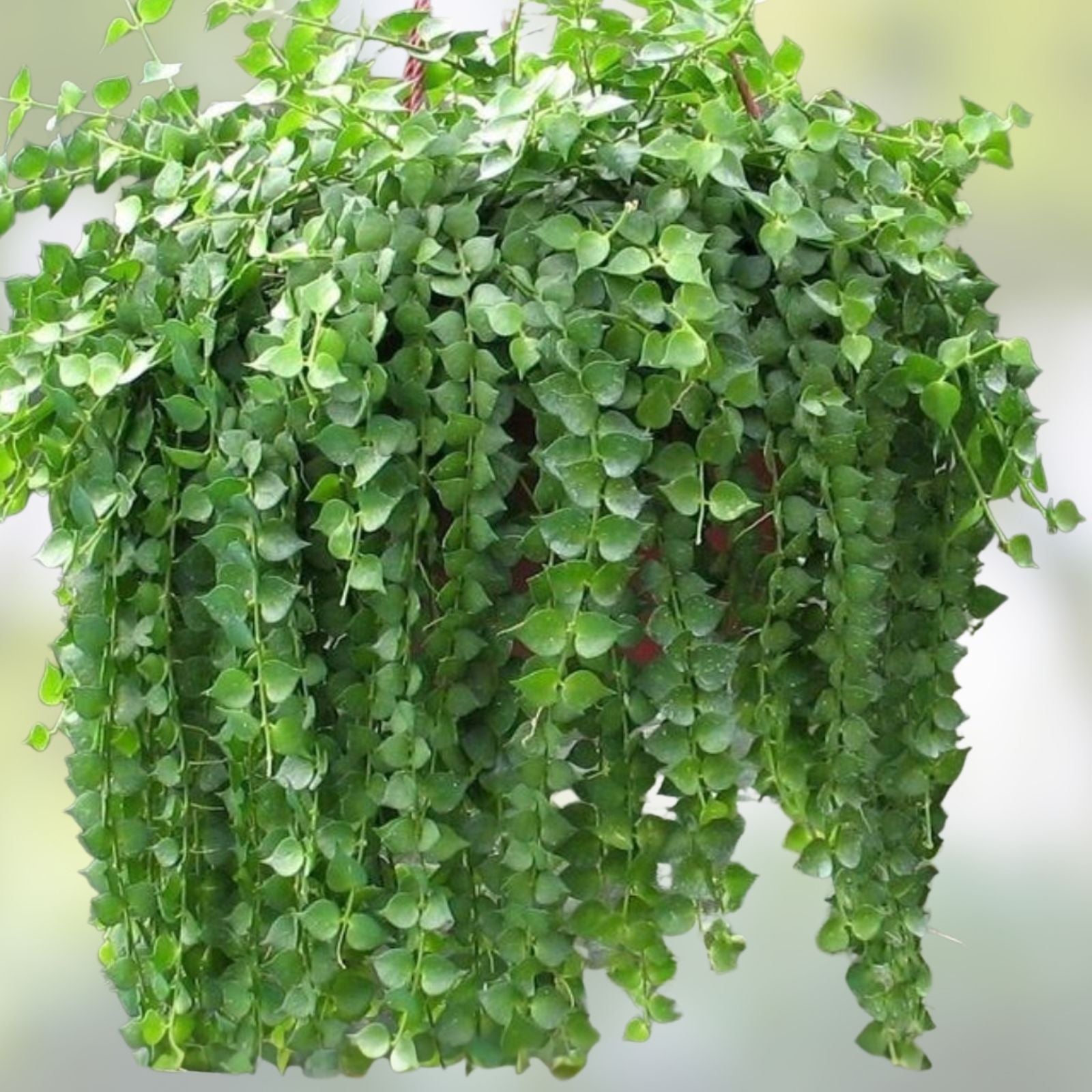Dischidia Ruscifolia Million Hearts Live Plant Cutting 4" Houseplant for Home Decor, Unique Indoor Plant