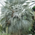 Brahea armata Blue Hesper Palm Seeds – Rare Blue Palm Tree Seeds for Gardens, Landscapes, 8 Live Plant Cuttings