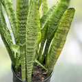 Sansevieria Leaf Cuttings, Hawaii Grown Snake Plant Clippings, Indoor Houseplant Starter, Live Plant, Bare Root, Easy Care