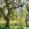 Weeping Willow Cutting - Bright Green Foliage - Wisconsin Weeping Willow (Salix babylonica) Rooted Plant - Fast Growing