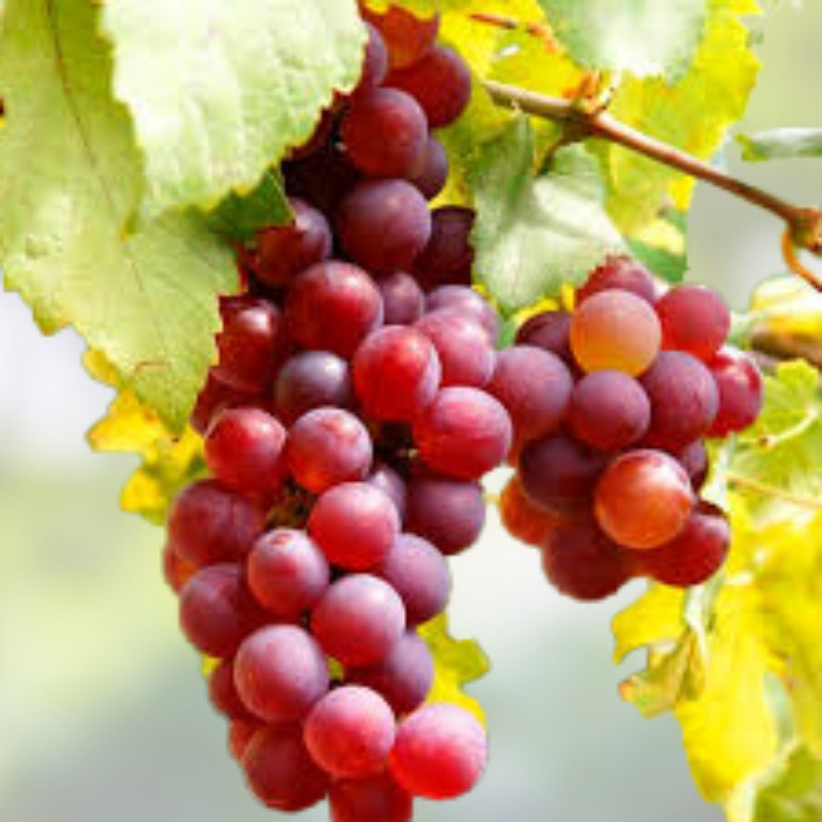 Crimson Vine Grape Cuttings Vitis vinifera Red Seedless Table Grapes Live Plant Lot 4