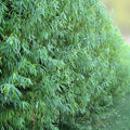 Austree Hybrid Willow Tree Cuttings – Fast Growing Privacy Hedge Plants Salix x matsudana 'Austree' Bare Root Starter Plant