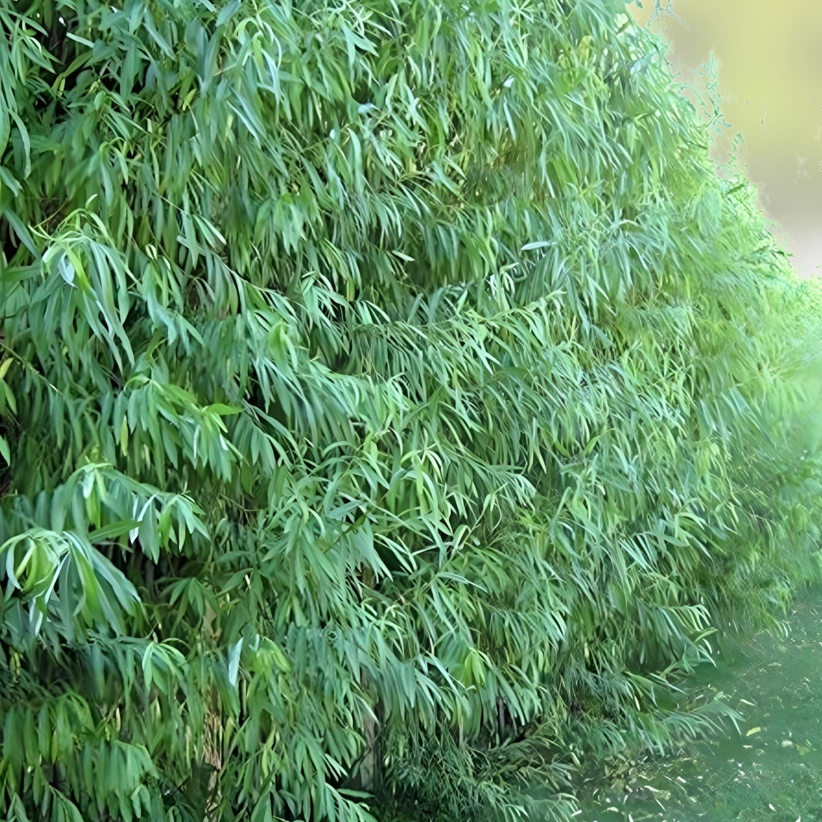 Austree Hybrid Willow Tree Cuttings – Fast Growing Privacy Hedge Plants Salix x matsudana 'Austree' Bare Root Starter Plant