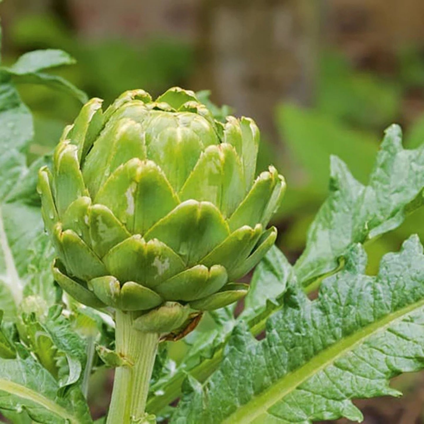Heirloom Artichoke Seeds Green Globe Vegetable Live Plant Cutting Starter Plant Cynara scolymus 20+